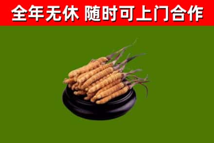 镇赉烟酒回收冬虫夏草.jpg